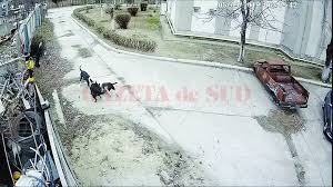 American staffordshire terrierul (sau amstafful) este o rasă de câini de talie medie, cu păr scurt și neted, care își are originile în statele unite ale americii. Cocker Sfasiat De Doi Caini Din Rasa Amstaff Video Gazeta De Sud