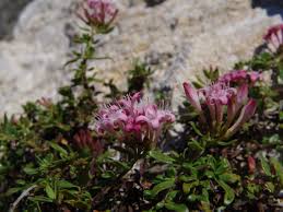 Image result for Pavetta stenosepala