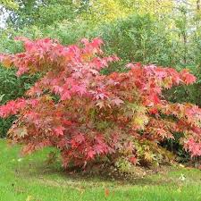 With brilliant red leaves and a small stature, the japanese red maple is an excellent tree. Image Result For Acer Osakazuki Japanese Maple Tree Acer Palmatum Small Trees For Garden