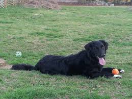 Black And White Collie Cross Border Collie Golden Retriever Mix Black Dog Dogs Collie