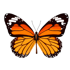 Patterns Aesthetical Colorful Butterflies Beautiful And Vivid Png Vector