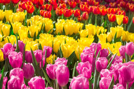 Check spelling or type a new query. Tulip Meaning Choose The Best Colorful Tulips To Share Your Happiness With Your Loved Ones Floraqueen