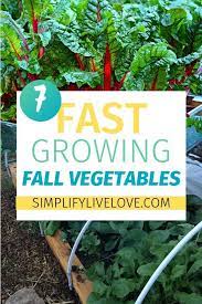 7 Fast Growing Fall Vegetables To Plant Before Winter Fall Vegetables To Plant Winter Vegetables Gardening Growing Vegetables