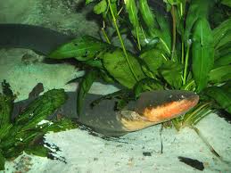 This sea creature template is going to help you draw a lobster. Electric Eel Wikipedia