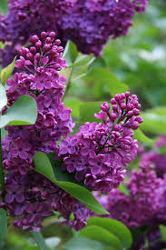 Different types of flowers and their names and meanings. 50 Flowers With Surprising Meanings Meanings Of Flowers