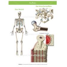 Drawing the human body without some knowledge of anatomy is like playing a board game without the rule book and some key pieces missing: Skeleton Illustrations Medical Illustrations Of The Skeletal System Skull