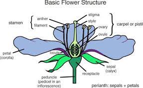Flower Term1 Diagram Of A Flower Flower Structure Botany