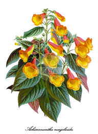 Image result for Gesneriaceae