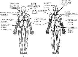 Instructions • use black ink. Anatomy And Physiology Sciencedirect