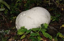 It's rarely found young enough to be white inside. Giant Puffball Mushroom Identification And Cultivation