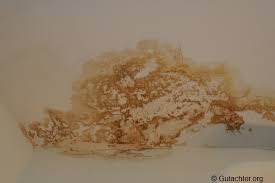 Das ausgebildete toxin von aspergillus flavus wird aflatoxin genannt, das in verschiedenen varianten ausgebildet wird. Schimmel Erkennen Verstehen Und Entfernen