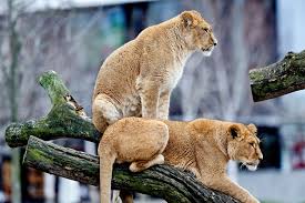 You don't have to go to a zoo to teach wil. Opinion Killing Healthy Zoo Animals Is Wrong And The Public Agrees