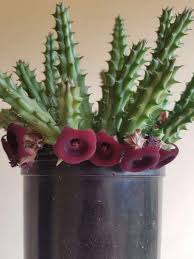 Image result for Huernia