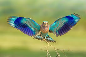 Bird With Wings Spread Out Indian Roller Landing Indian Roller Pet Birds Birds