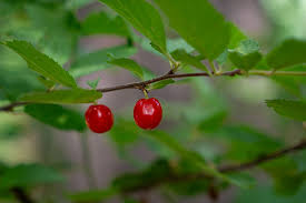 Image result for Prunus