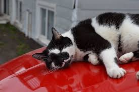 I read 132 pages in one siting yesterday and planning to do it again today. Warrior Cats Flashcards Quizlet