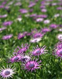 Image result for Osteospermum monocephalum