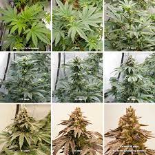 We will show you 5 key things that help prepare for the flowering stage! Cannabis Flowering Stage How To Guide Dutch Passion