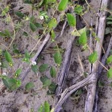 Image result for Ipomoea leucanthemum
