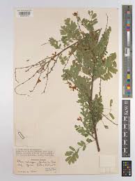 Image result for Abrus fruticulosus