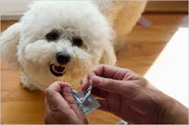 Below are 49 working coupons for discount pet medication reviews from reliable websites that we have updated for users to get maximum savings. The Danger Of Discounted Pet Drugs The New York Times