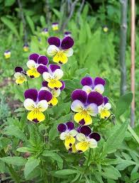 On mar 24, 2011, jd1226 from salisbury, md wrote: Johnney Jump Up 2 Pansies Flowers Johnny Jump Up Flowers Johnny Jump Up