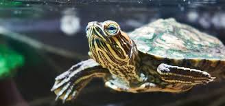 Am besten setzen halter ihre tiere zum überwintern zunächst in eine kiste. Wasserschildkroten Gepanzerter Freund Im Eigenen Zuhause