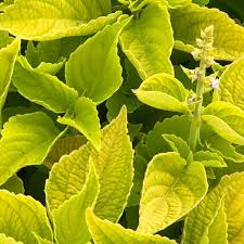Image result for Coleus hereroensis