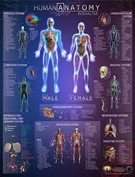Amazon Com Popar Human Anatomy Interactive Wall Chart By