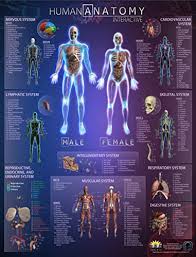 amazon com popar human anatomy interactive wall chart by