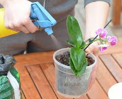 Check spelling or type a new query. Repotting Orchids Mygarden Com