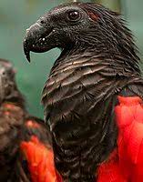 #pesquet | 10.3k people have watched this. Pesquet S Parrot Wikipedia