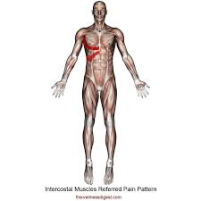 Muscles that comprise the chest wall. Intercostal Muscles Rib Pain Breathing Difficulty The Wellness Digest