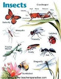 Insect Chart For Kids Google Search Kindergarten Art