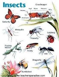 insect chart for kids google search kindergarten art