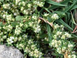 Image result for Guilleminea densa