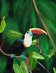 Toucan Exactly The Coloring Of My Toucie He Lived 18 Years Avian Vet Said He Was Longest Living One He Knew In Captivity Very Lovin Goruntuler Ile Tropikal Kus Hayvanlar