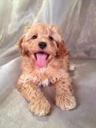 Attention Cockapoo Breeders In Fl Me Md Ma Nj Nh Nv Dc Ia Mn Wi Il Ca And Ri Purebredpups Has Cockapoos Cockapoo Puppies For Sale Cockapoo Cockapoo Breeders