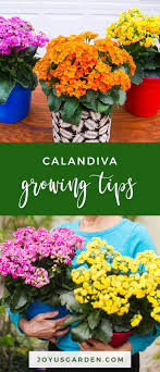Calandiva Care And Growing Tips Joy Us Garden In 2020 House Plant Care Organic Gardening Tips Planting Flowers