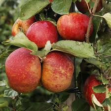 Pommier Belle De Boskoop Taille En Palmette Verrier Fruit Apple Plum