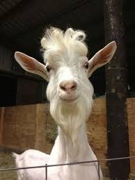Billy Goat Will Funny Beard And Hairstyle Funny Ziege Goats Funny Funny Goat Pictures Cows Funny