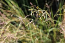 Image result for Hyparrhenia tamba