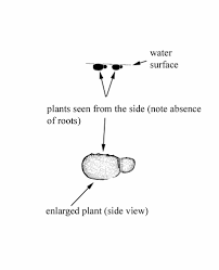 Image result for Wolffia