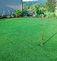Clover requires zero fertilizer or herbicide and little to no mowing or watering. A Miniclover Lawn Which Doesn T Need To Be Mowed Like A Grass Lawn Pics