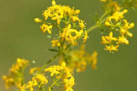 Image result for Galium verum