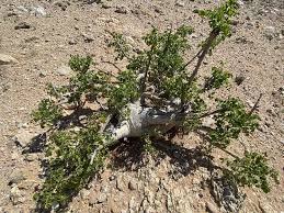 Image result for Commiphora caerulea
