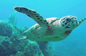 Hawksbill sea turtle distribution, habitat, and ecology. Amazing Facts About The Hawksbill Sea Turtle Onekindplanet Education