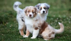 Puppy owners should also establish a designated sleeping space on their pup's behalf so they can snooze undisturbed. 21 Facts About Cleft Palates