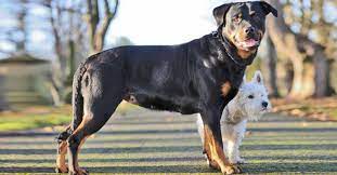 This Little Terrier Got A Rottweiler Pregnant And You Really Have To See Their Puppies