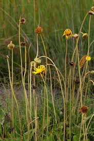 Image result for Haplocarpha scaposa